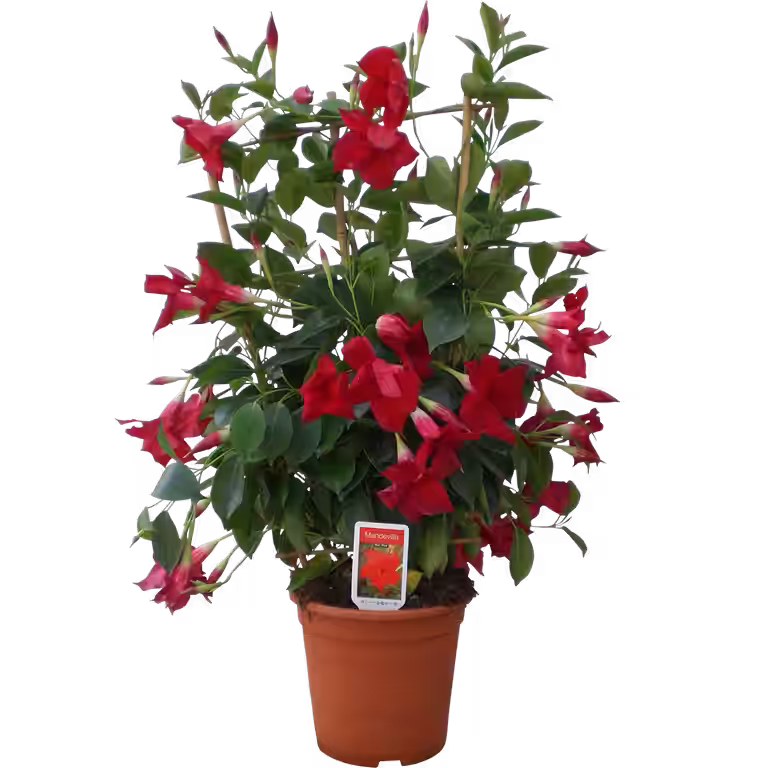 Dipladenia tower 23 cm