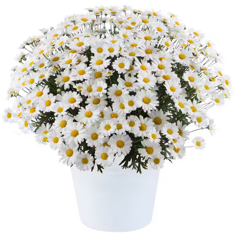 Margeritt