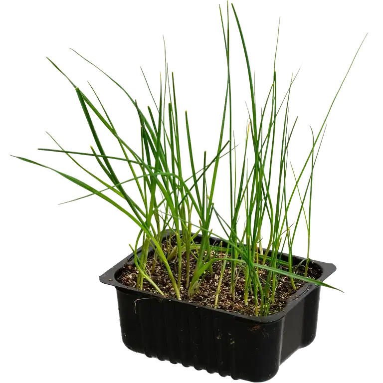 Leek 'Spring' box 14 cm