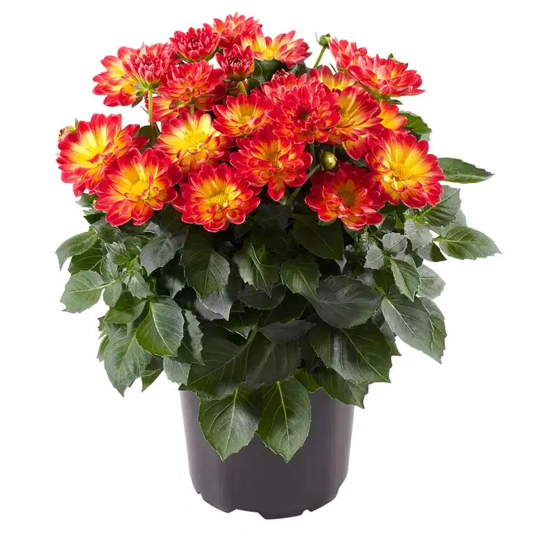 Georgine med fylte blomster