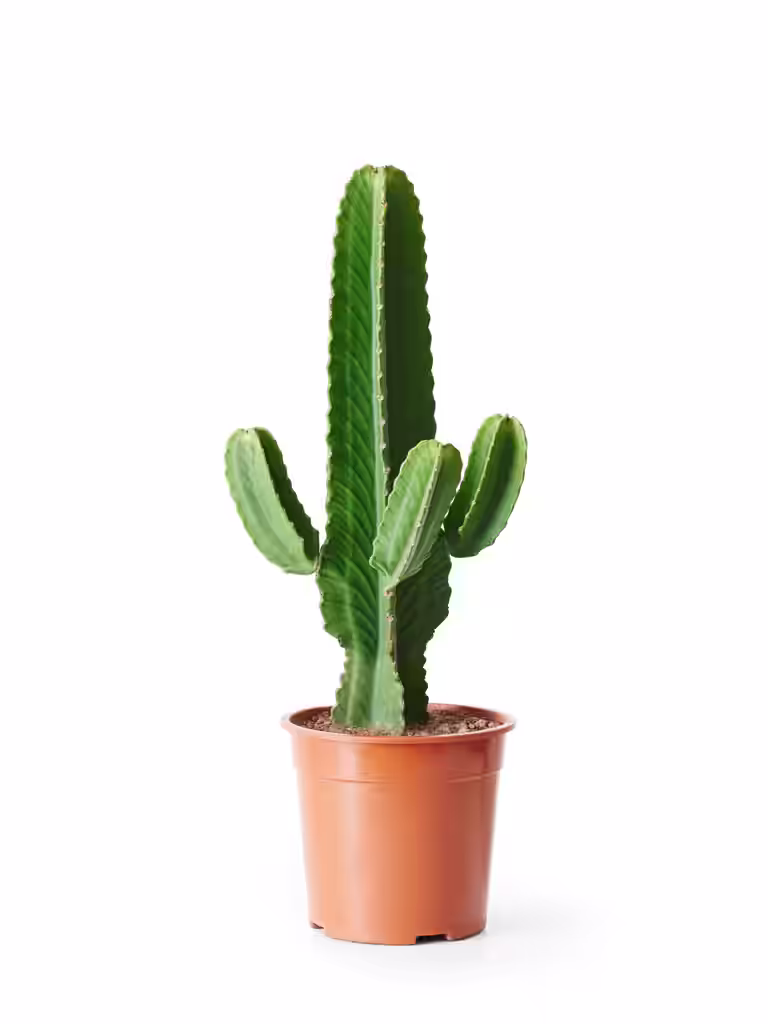 Euphorbia ingens 24 cm