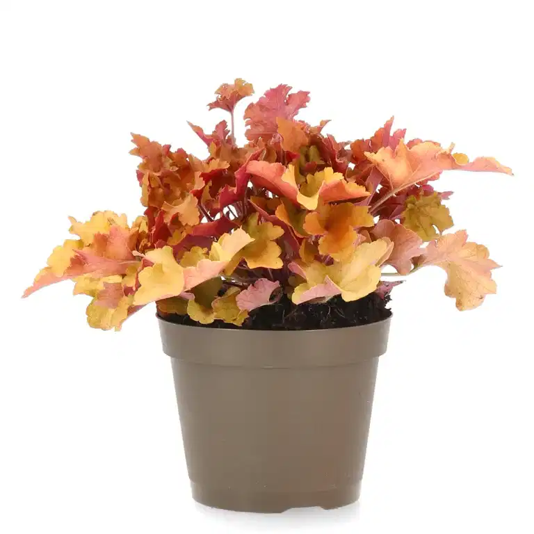 Heuchera Orange 15cm