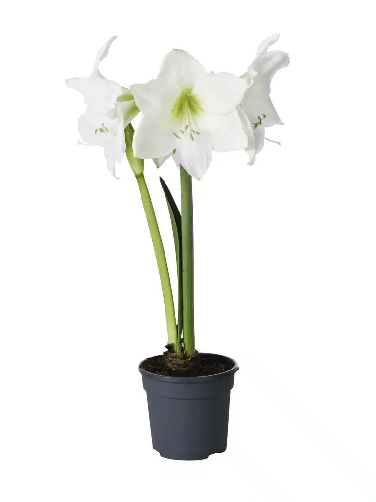 Amaryllis 2- grenet