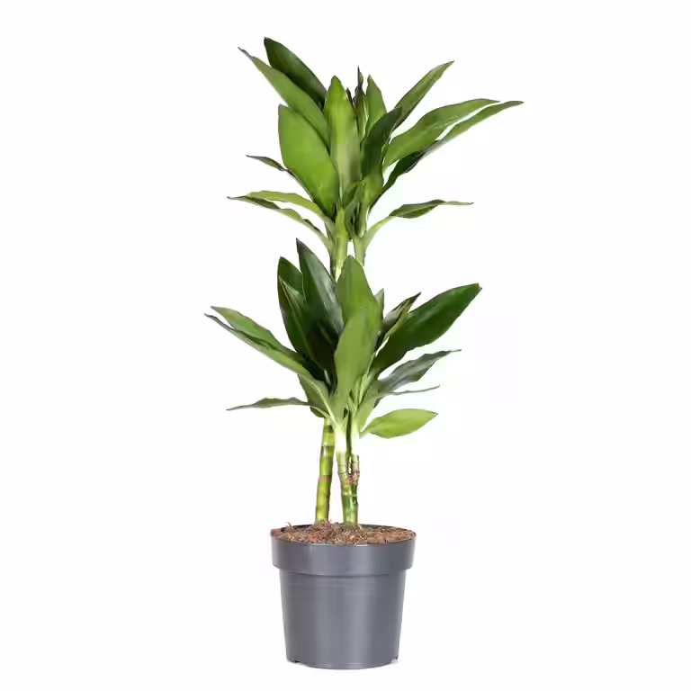 Dracaena fragrans 'Janet Lind' 17 cm