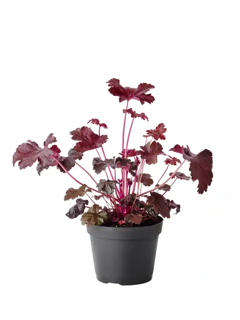 Heuchera Black 15cm