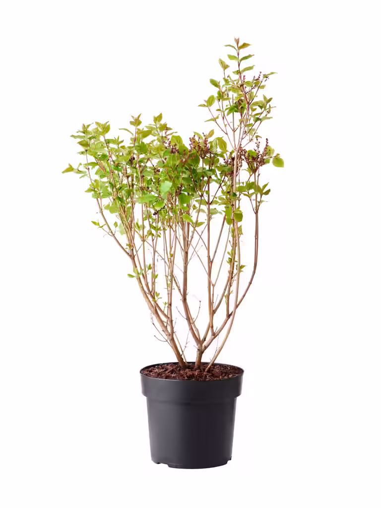 Syringa meyeri 'Palibin' 40-60cm 4,5L