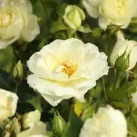 Klaserose 'White Meilove'
