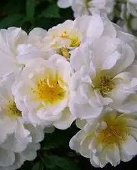 Klatrerose 'Lykkefund'