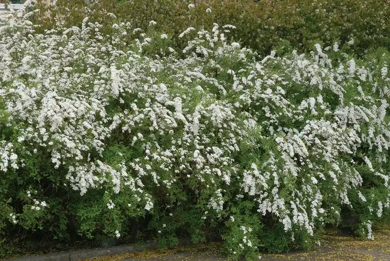 Spiraea x cinerea 'Grefsheim' 4,5L