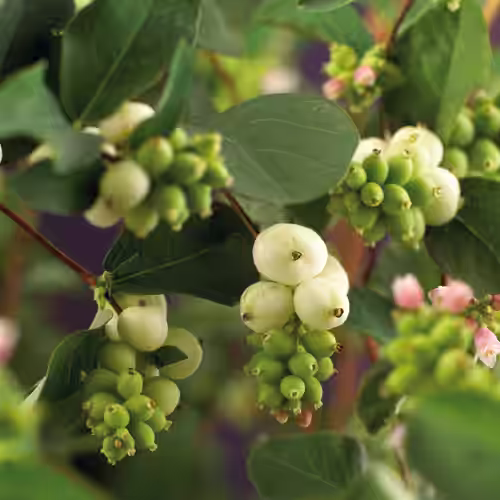 Snøbær 'White Hedge'