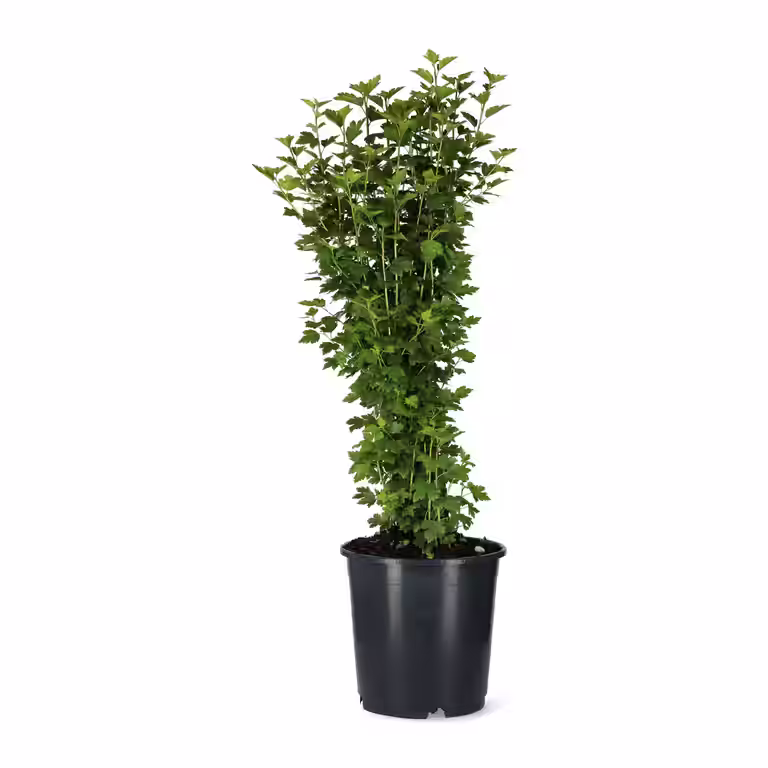 Ribes alpinum 'Schmidt' 10-pack 30-40cm 5,5L