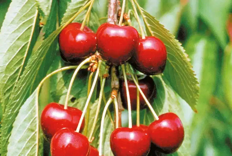 Søtkirsebær 'Lapins' Colt