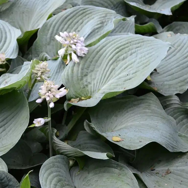 Doggbladlilje 'Elegans'