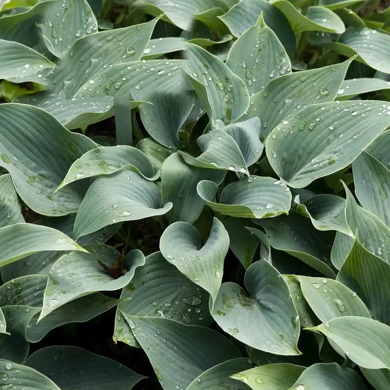 Hosta tardiana 'Halcyon'