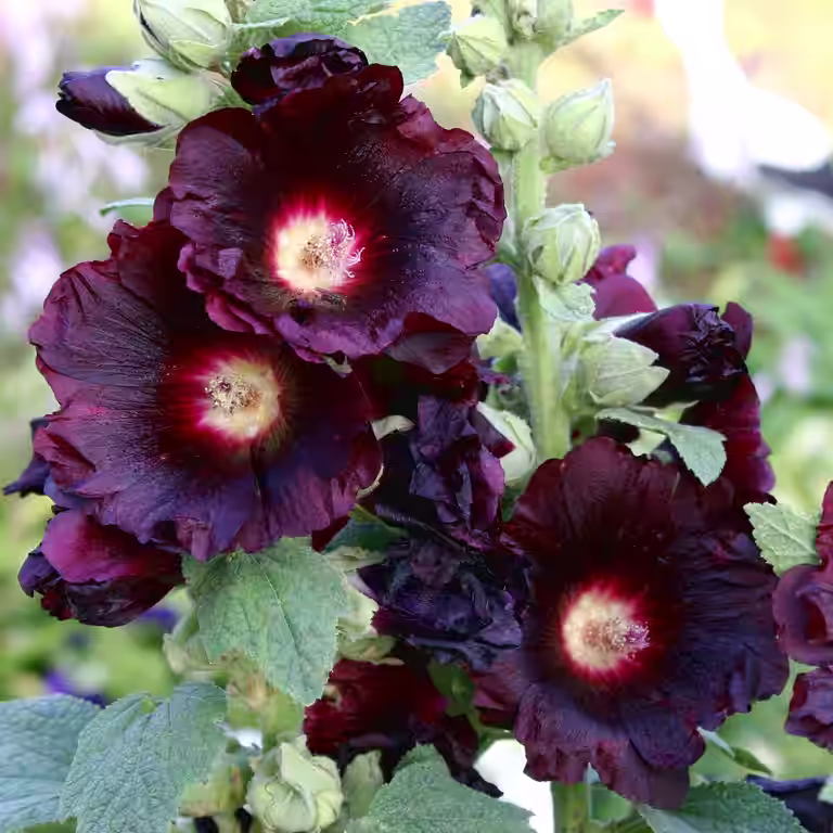 Alcea rosea 'Nigra'