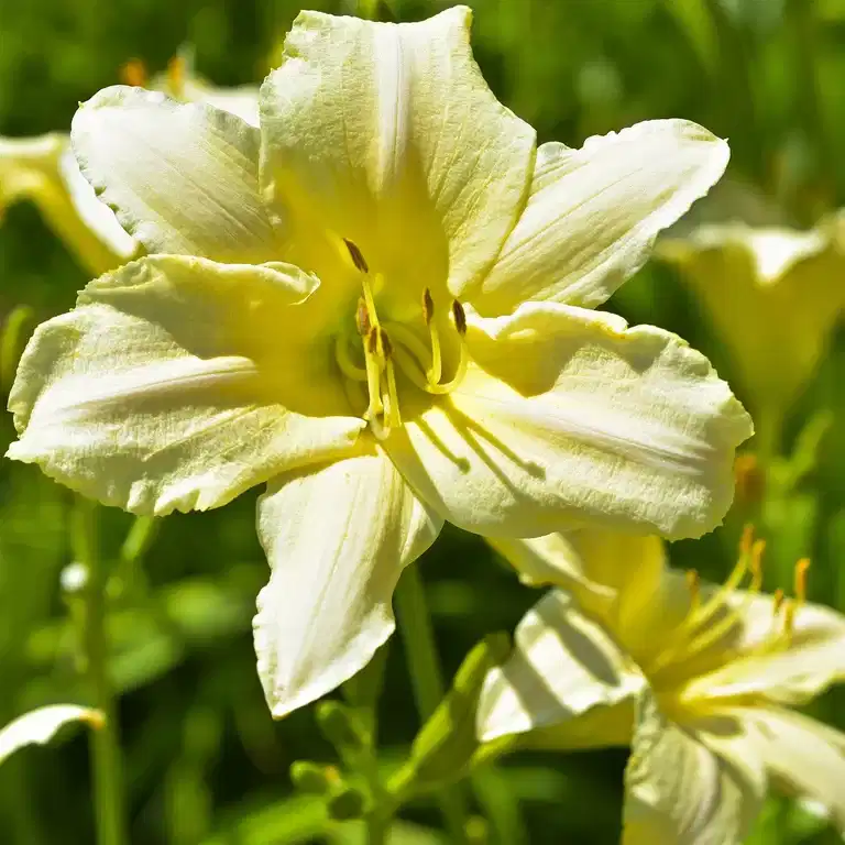 Daglilje 'Joan Senior'