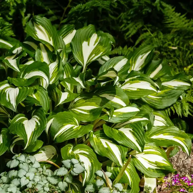 Bladlilje  'Night Before Christmas'