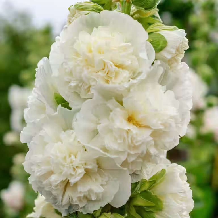 Alcea rosea 'Pleniflora' White
