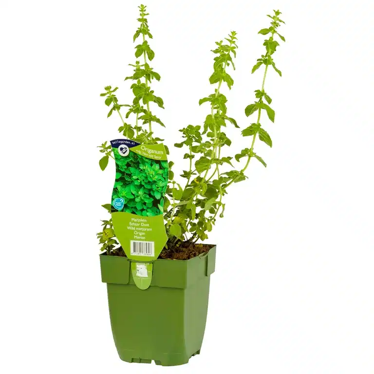 Origanum vulgare 'Hot and Spicy'