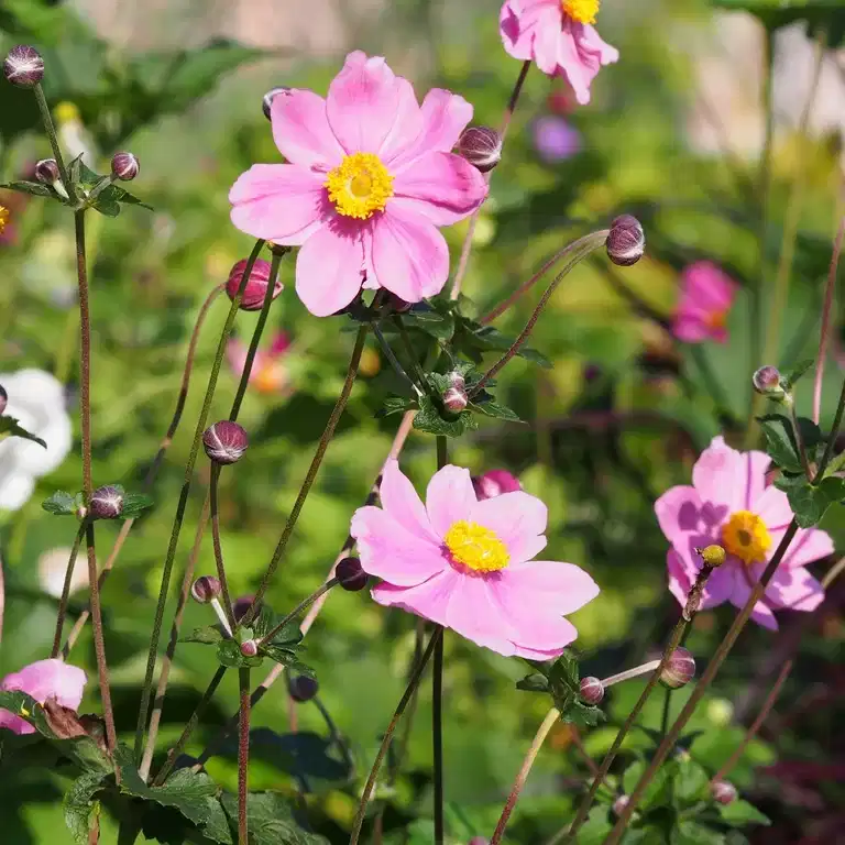 Anemone x hybrida 'Königin Charlotte'