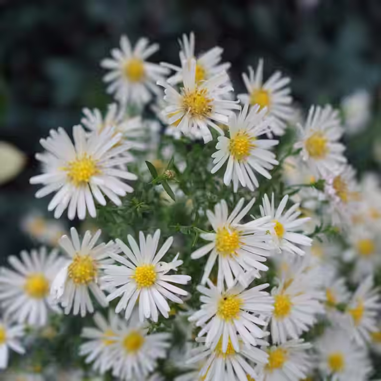Buskaster 'Schneekissen'