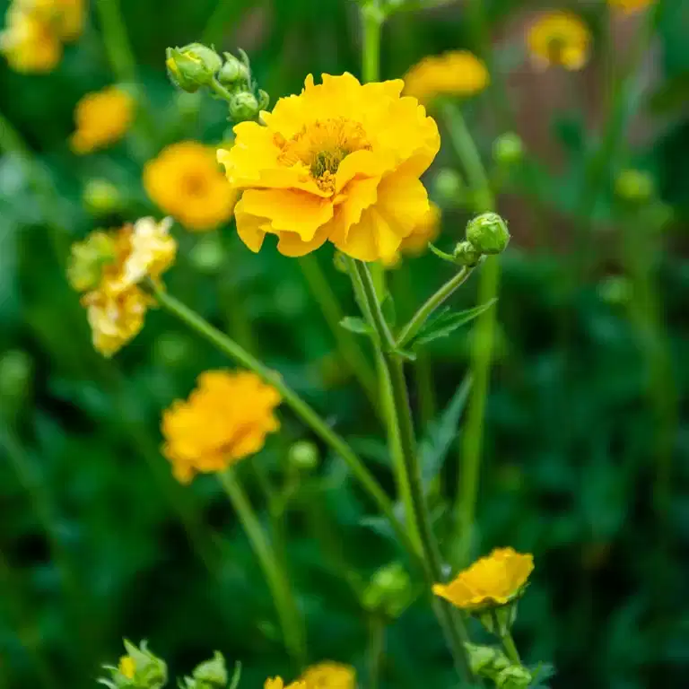 Chilehumleblom  'Lady Stratheden'