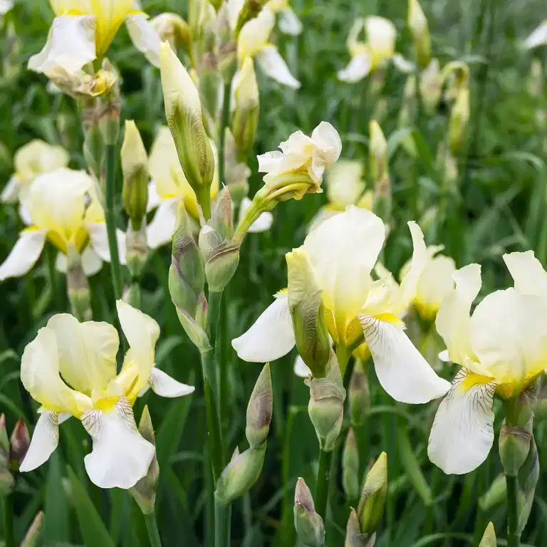 Iris sib. 'Snow Queen'