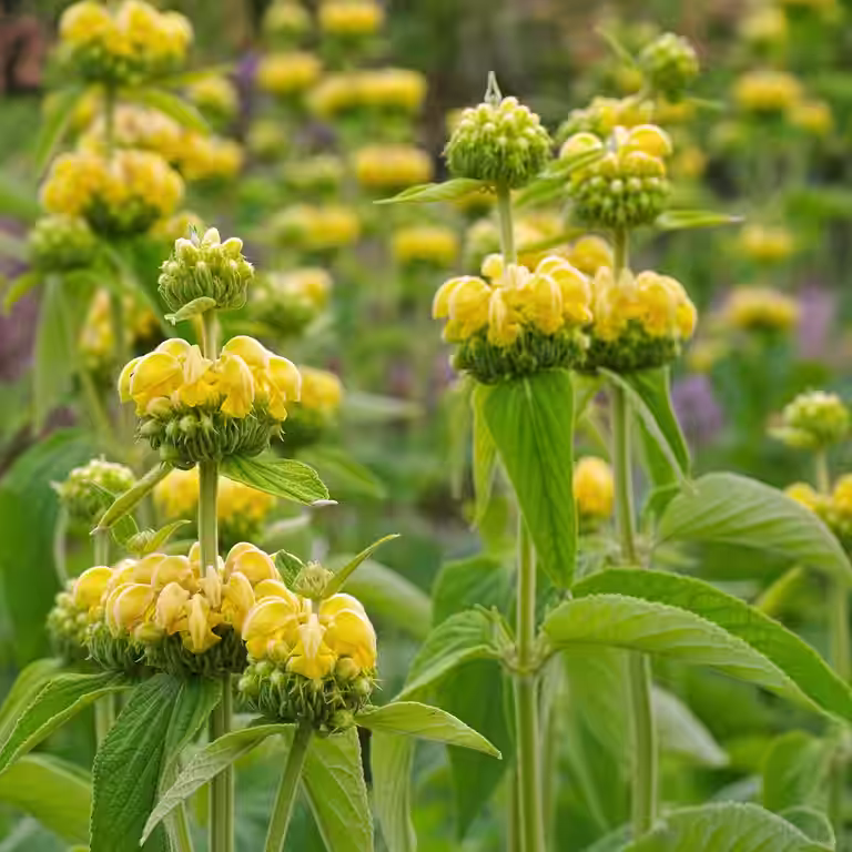 Pagodeblomst