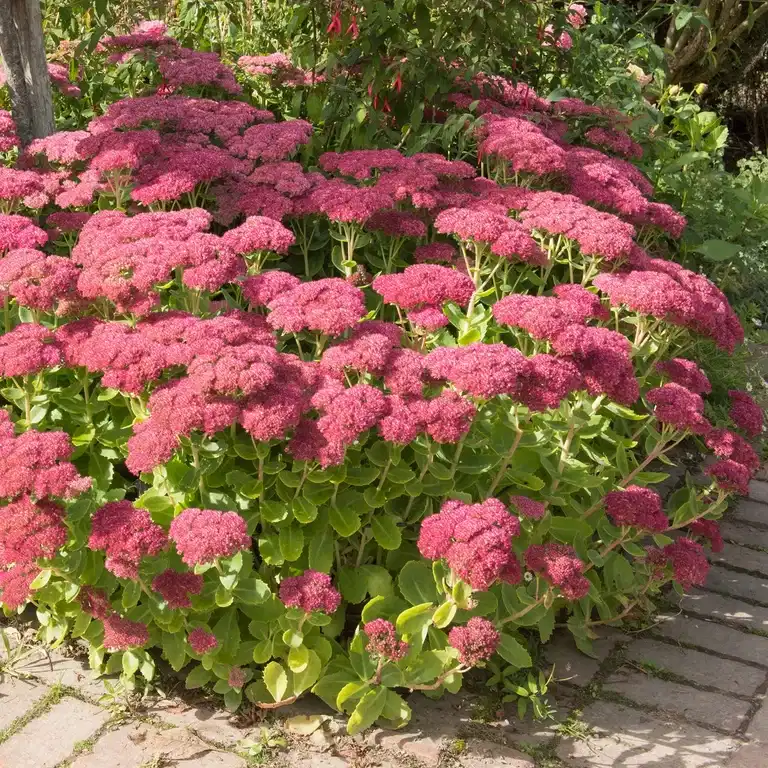 Evigbergknapp 'Herbstfreude'