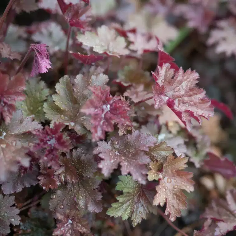 Heuchera 'Melting Fire'