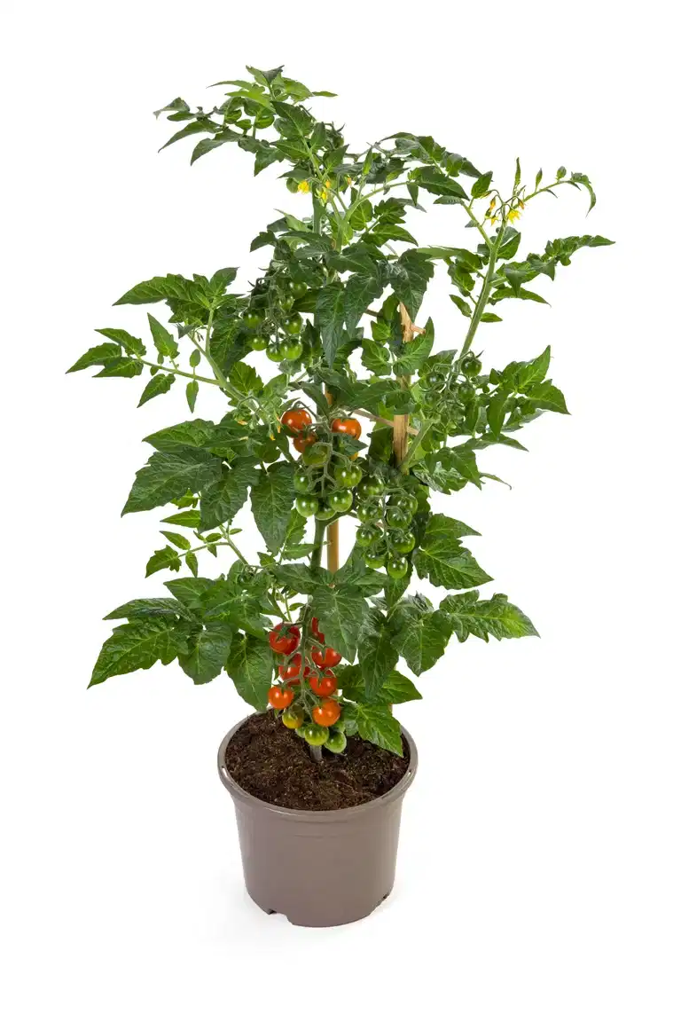 Cherrytomat ‘Candy Berry’
