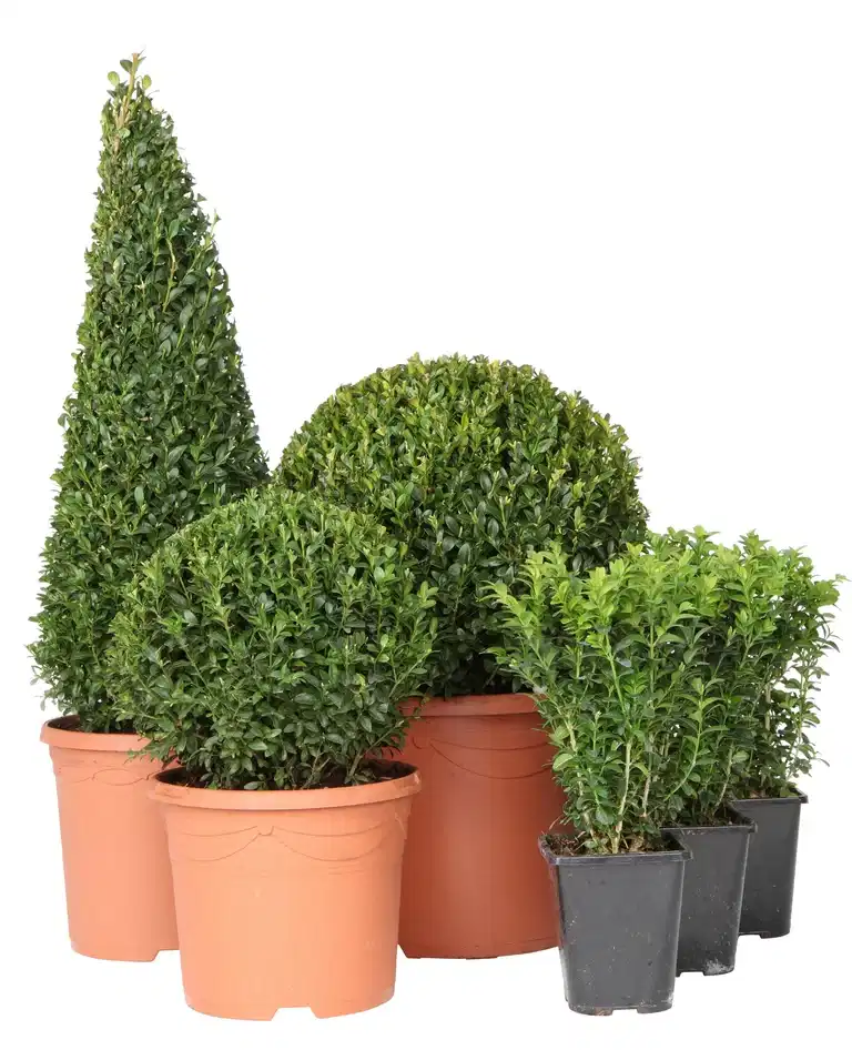 Buxus sempervirens pyramid 55cm+ 4L