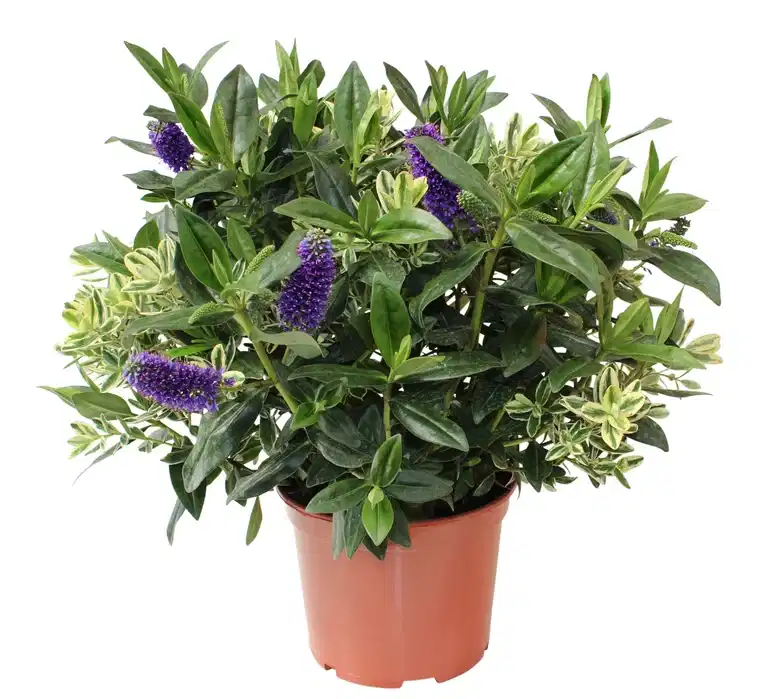 Hebe × andersonii twins´s 23 cm