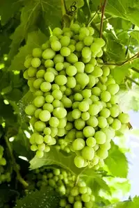 Vitis labrusca 'Sukribe' 17cm