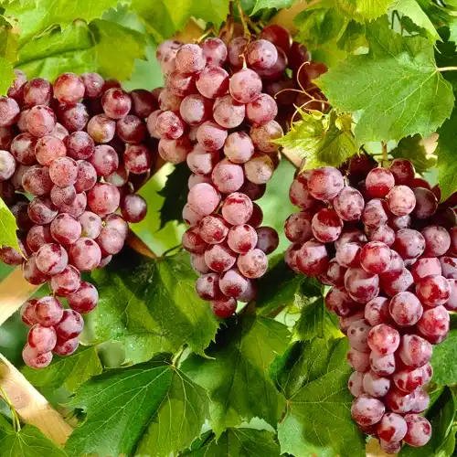 Vitis labrusca 'Spulga' 17cm
