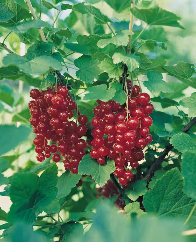 Ribes rubrum 'Jonkheer van Tets' stem 60 cm 23cm