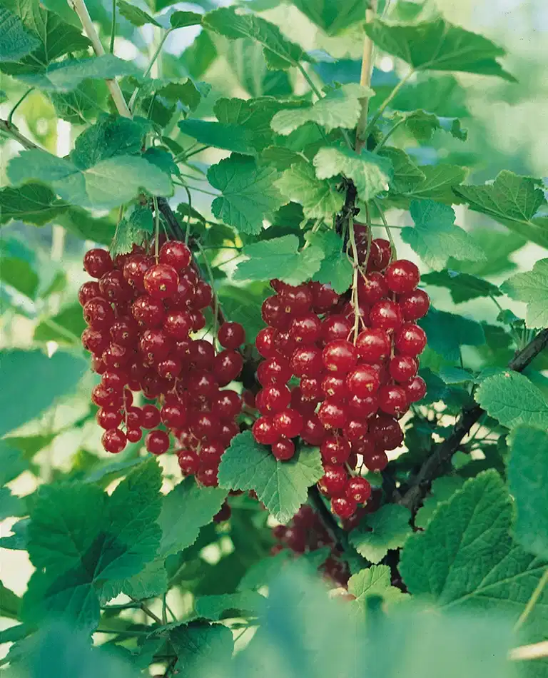 Ribes rubrum 'Jonkheer van Tets' stem 60 cm 23cm