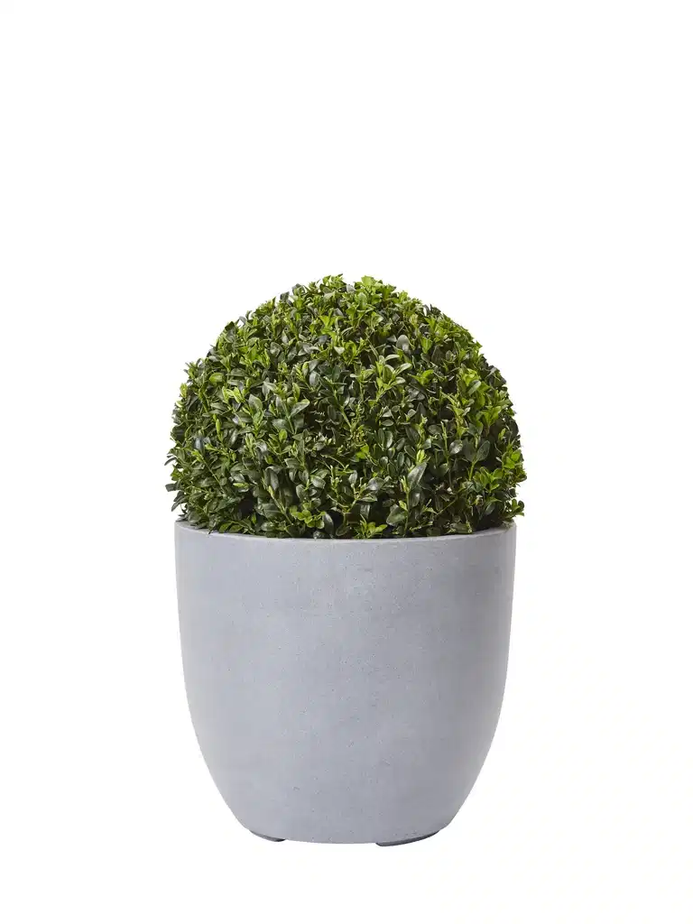 Buxus sempervirens ball 30cm D 4L