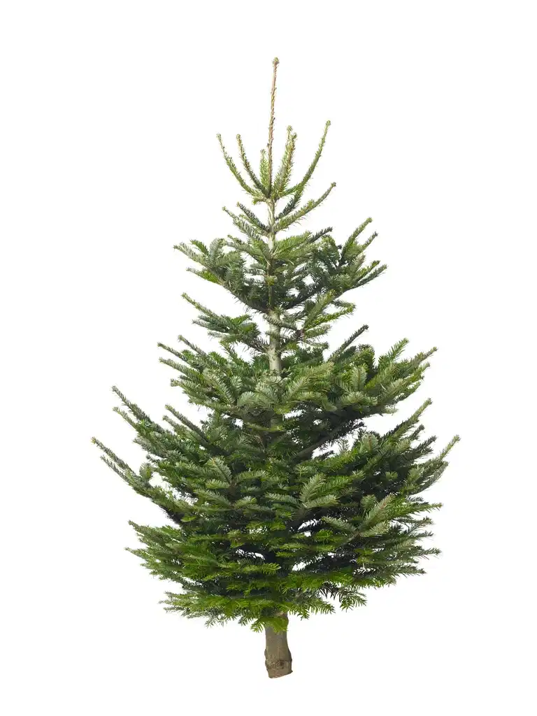 Abies Nordmanniana 170-220 cm