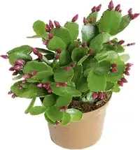 Påskekaktus