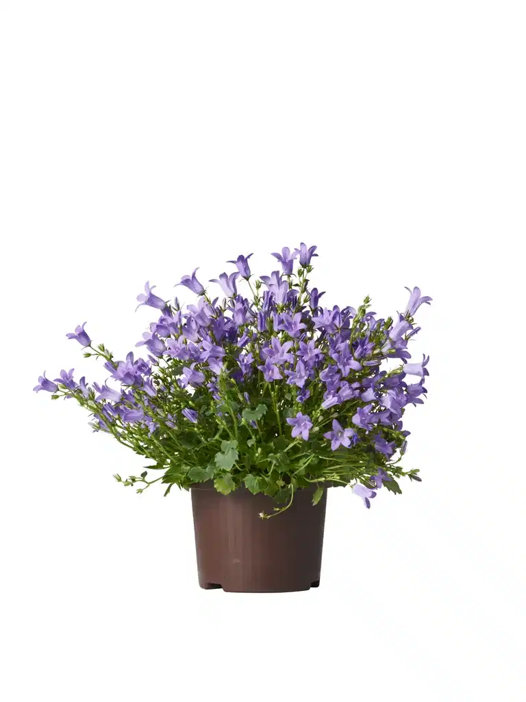 All N. Campanula 'Get MEE' Blue 10,5 cm