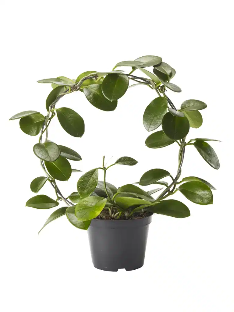 Porselensplante på bøyle