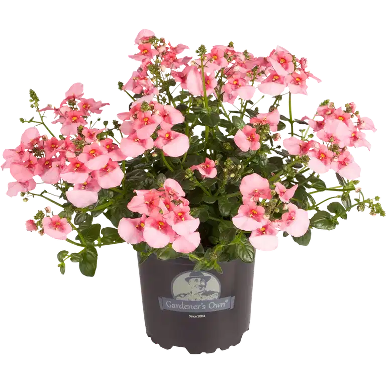 Tvillingblomst