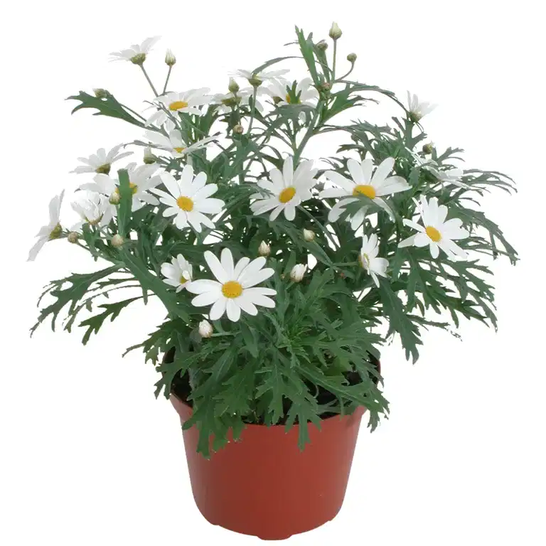 Margeritt