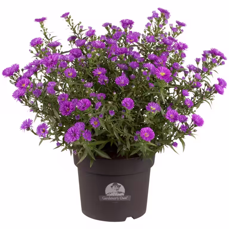 Aster