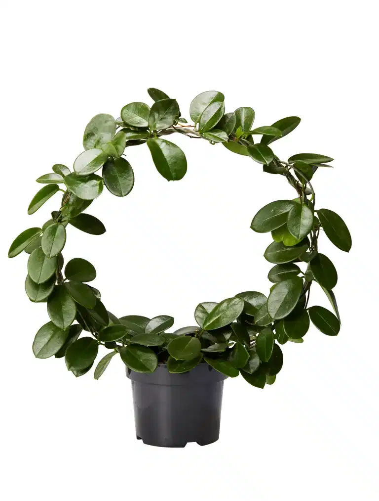 Porselensblomst på bøyle