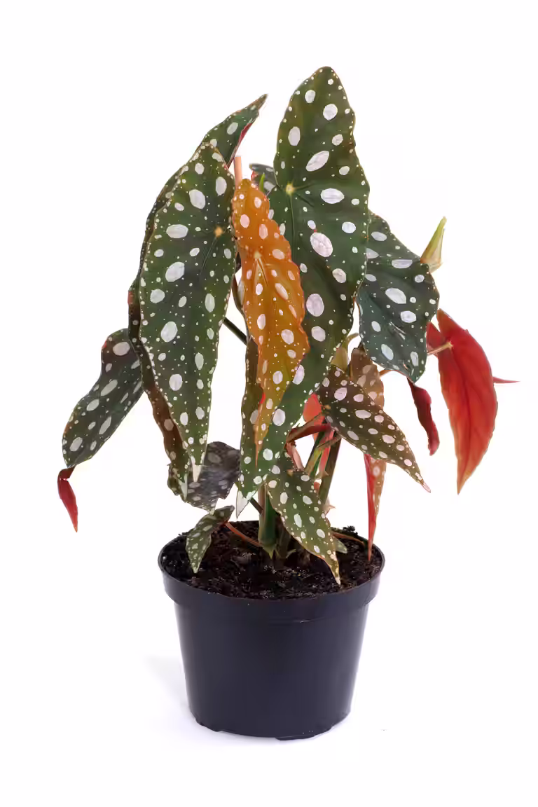 Begonia 'Maculata'