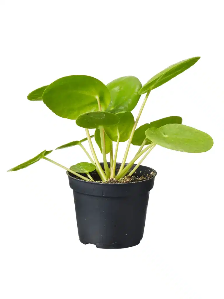Elefantøre mini