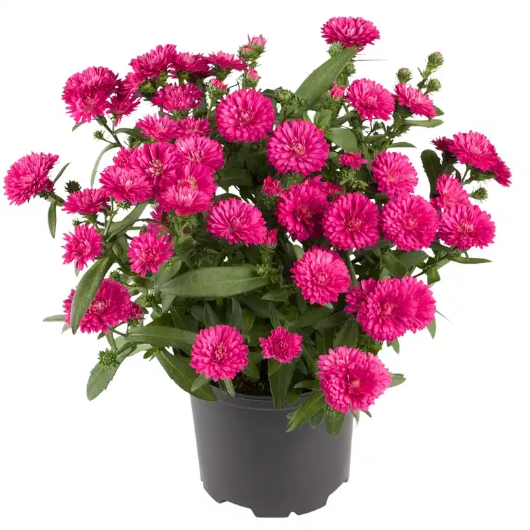 Aster