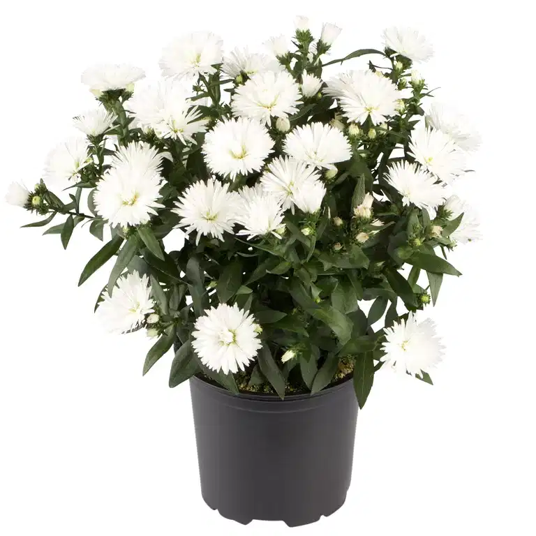 Aster